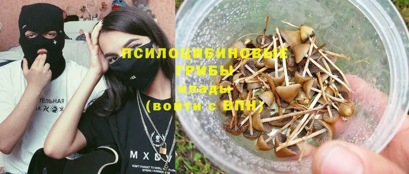 Галлюциногенные грибы Psilocybe  Краснотурьинск 